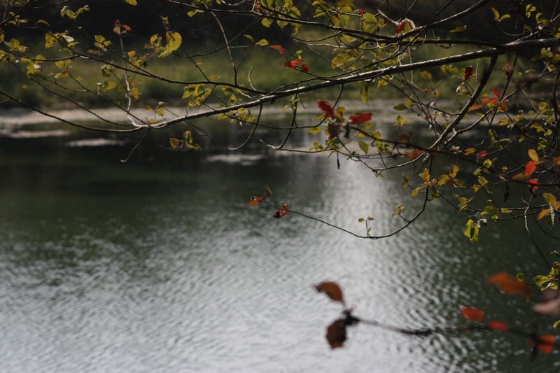 Parco del Ticino : Autunno